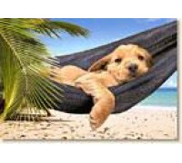 Пазл Castorland 500 деталей Щенок в гамаке, средний размер элементов 1,9?1,7 см