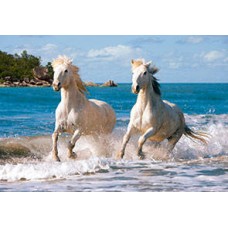 Пазл Castorland 1000 деталей Белая лошадь, средний размер элементов 1,9?1,7 см (Castorland, C1000-102433)