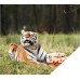 Чемодан на колесиках Tipu Tiger, Тигр Trunki (0085-WL01-P1)